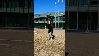 Love Fast Horses Best Horses Beautifull Horses Wild Horse #Shorts1893
