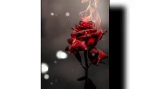 Rose Day WhatsApp status 2021 / Rose day Status Video / Lovely Romantic songs / Rose Day Status Song
