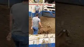 4-H Goat sold #livestockauction #goatauction #goat