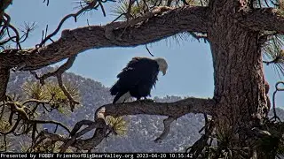 Shadow FOBBV CAM Big Bear Bald Eagle Live Nest - Cam 1Big Bear Bald Eagle Wide View - Cam 2
