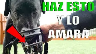 Cómo PONER BOZAL a un 🐕PERRO que ⚠️MUERDE⚠️ (Fácil)