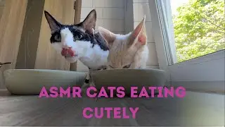 ASMR Cats Eating Cutely 😻 | Funny Devon Rex Duo Jesus & Archangel Munching Sounds