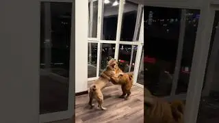 Безусловная любовь ❤️ #sharpei #puppy #dog #pets #shortvideo #собака #шарпей