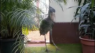 Wow Check out This Unique Bird and The sounds IT Makes