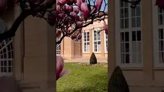 Magnolienbl&uuml;te in Stuttgart