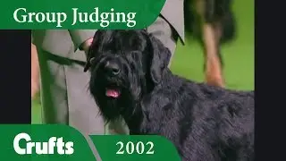 Giant Schnauzer wins Working Group Judging at Crufts 2002