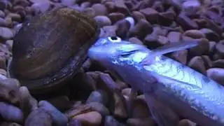 Epioblasma triquetra pumps glochidia inside Percina caprodes