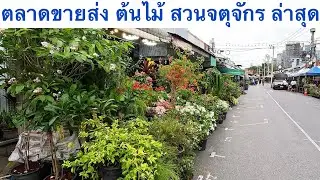 ตลาดขายส่ง ต้นไม้สวนจตุจักร จัดโปร 12 ต้น 100 บาท #สวนจตุจักร 