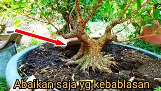 Program lanjutan bahan bonsai kimeng small.