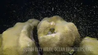 Coral Spawning 2009, Ocean Frontiers, Grand Cayman