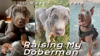 Raising My Fawn Doberman 10 weeks - 2 Years in 3 Minutes!