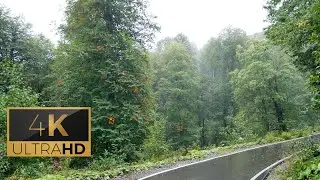 Rain in the Forest Park - 1 Hour Video and Sound of Rain for Relax and Meditation (4K)