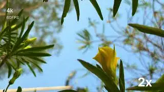 iPhone 16 Cinematic Nature Video Test | Stunning 4K Footage