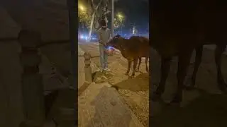 Pure  Feeding Gomata with devotion! ✨🐄 #shorts​ #AnimalCare​ #cowlove​ #Animals #parmanandji