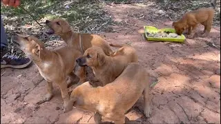 Another dog dumping hot spot in Thailand