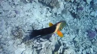 Cheilinus lunulatus - Перистохвостый хейлин ...DSCF7263