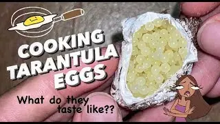 i Cooked and ATE TARANTULA EGGS !!! ~ How do they taste? am I psychotic? LOL