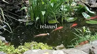 serenity pond