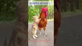 #playfulanimals  #inshorts