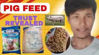 Pig Feed Trust Revealed fast Growing 💯 | WAK Ada Ang Charimani | Pig farming Tripura