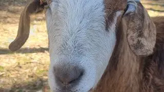 Gumeracha Rocking Horse South Australia 🦢🐐