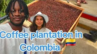 From Bean to Brew: The Colombian Coffee Journey