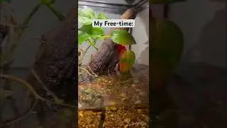 10 gallon paludarium&hellip; #amphibian #ecosystem #nature #pets #frog #paludarium #vivarium #feeding #fish