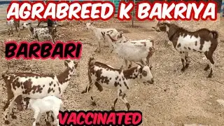 agrabreed bakriya available in United Indian farm shamshabad | vaccinated barbari goats with breeder