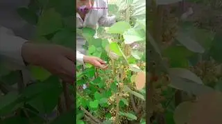 Falsa tree 🌴🌴 #short #viral #village