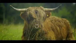 The Torridon Film