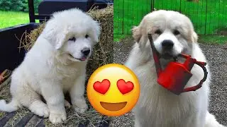 Great Pyrenees &mdash; Adorable And Hilarious Videos And Tik Toks Compilation