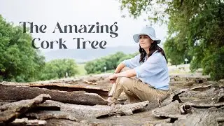 The Amazing Cork Tree