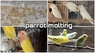 SAB BIRDS MOLTING KARNY LAG GAI | WHAT IS MOLTING | LOVEBIRDS