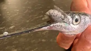 വല നിറയെ  മീൻ ചാകര #fishing #piper #garfish #needlefish #Choondapremi #family fishing #Fun fishing