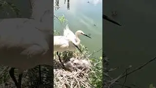 Both birds are taking care of their baby in a beautiful baby favorite #birds #beelong #babyanimals