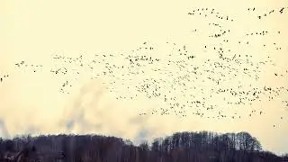 Topilec - rzeka Narew. Zlot gęsi, żurawi i wszystkiego co lata - 4K
