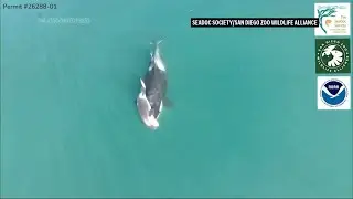 Endangered orca in Washington state is seen carrying a dead calf