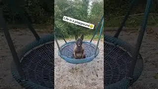 Just don't taking life so serious and having fun #malinois #dog