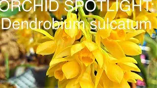 ОРХИДЕИ В ЦЕНТРЕ ВНИМАНИЯ: Dendrobium sulcatum #виды дендробиума