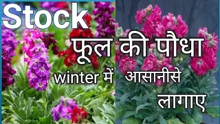 Stock flower plant repotting। Stock फूल कैसे लगाए। #viral #flowers #natural #beautiful #videos