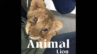 Daniela (this is my edit please use credit if posting) #katseye #dani #rose #lion #cherry