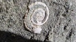 Fossil Annelid/wormtube approx 100myo Monmouth beach #fossilhunter #dorset #fossil #youtubeshorts