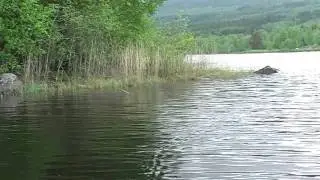 Topwater fischen in Schweden Part 1.WMV
