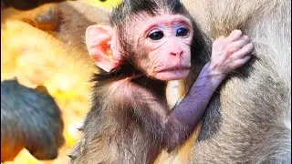 Baby Monkey / Cute Monkey 2023