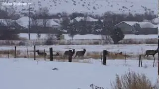 Elk herd visits Boise's Harris Ranch