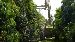 Mango Pruning Technologies,  Israel &ndash; August 2015