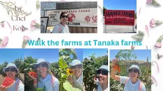 Tanaka Farms - Walk the Farm event 2023 Harvesting hope for farms in Japan #chefkoi #fundraising