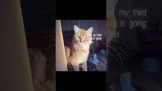 this is my cat and her name is petey˃͈◡˂͈