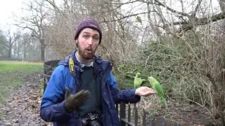 Ring Necked Parakeets in Hyde Park, London