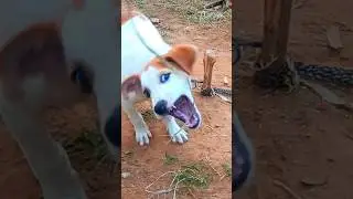cute angry puppy voice dog barking sound #viral #shorts #shortvideo #trending #cute #puppy